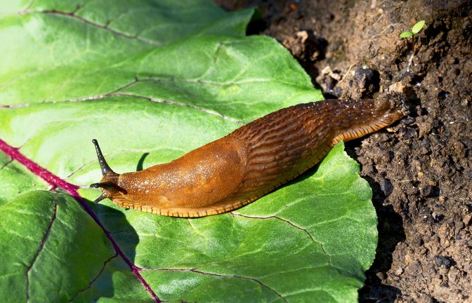 Die Spanische Wegschnecke fühlt sich in deutschen Schrebergärten pudelwohl.<span class='image-autor'>Foto: imago//Ernst Weingartner</span>