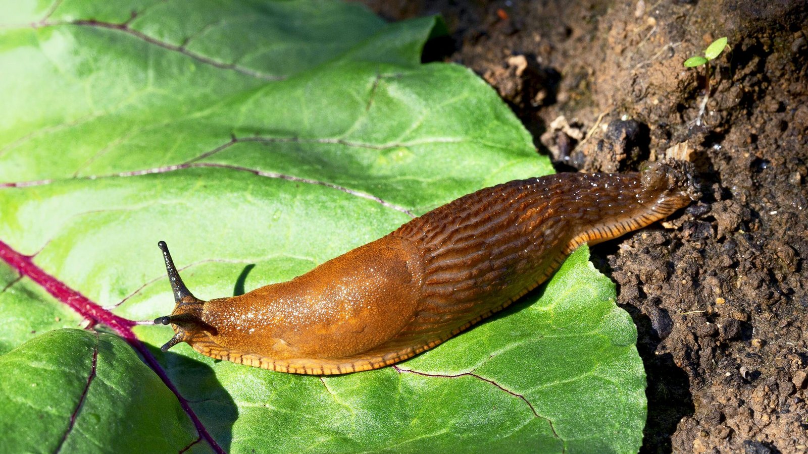 Die Spanische Wegschnecke fühlt sich in deutschen Schrebergärten pudelwohl.Foto: imago//Ernst Weingartner Die Spanische Wegschnecke fühlt sich in deutschen Schrebergärten pudelwohl.Foto: imago//Ernst Weingartner