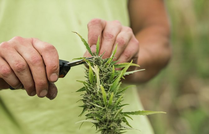 Der Anbau von bis zu drei Cannabis-Pflanzen in der privaten Wohnung ist seit dem 1. April in Deutschland erlaubt.<span class='image-autor'>Foto: IMAGO/Pond5 Images/IMAGO/xProduction_24Kx</span>