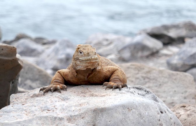 Auf den Galapagosinseln sind die Tiere die Stars.<span class='image-autor'>Foto: Bettina</span>
