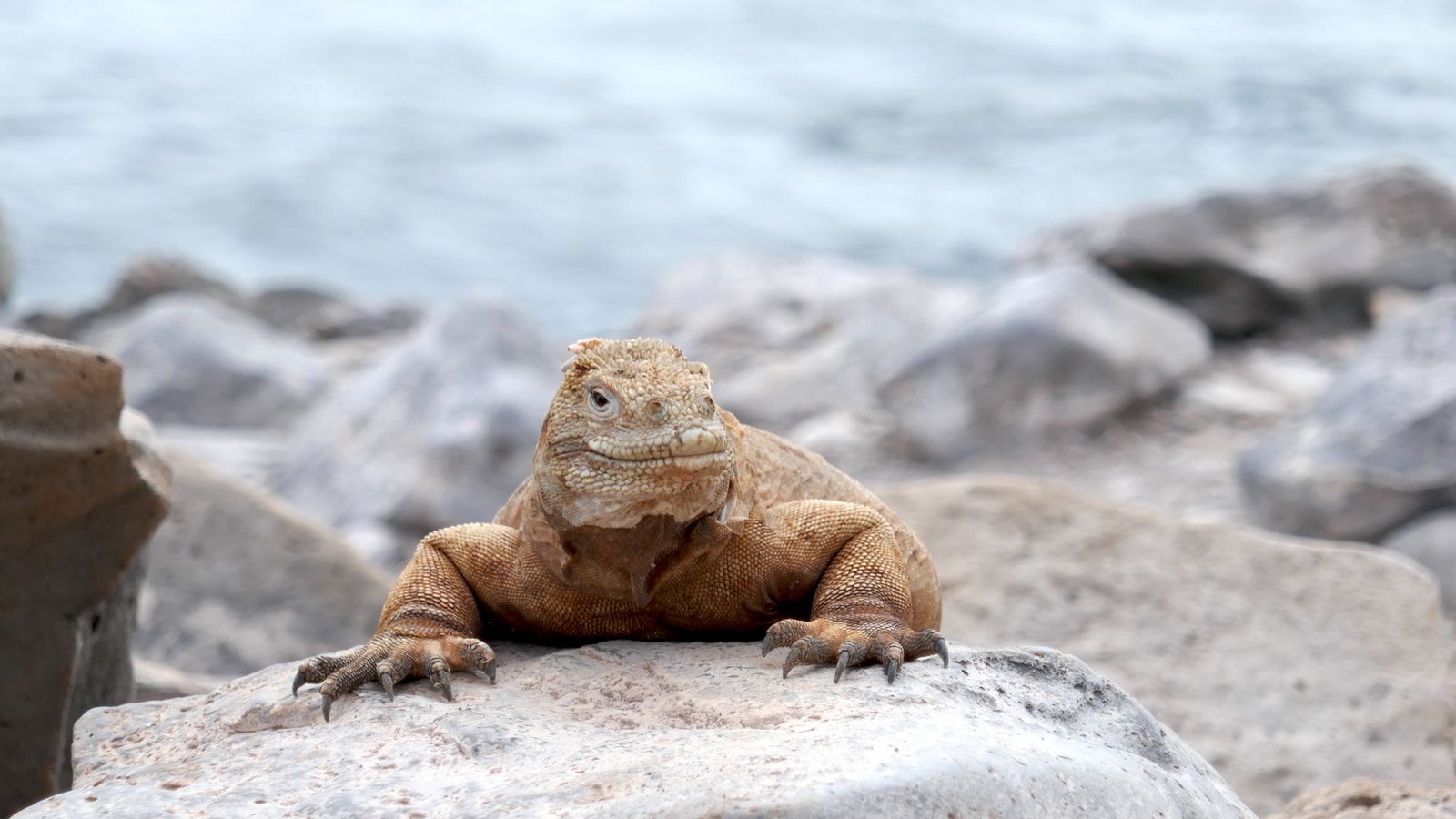 Auf den Galapagosinseln sind die Tiere die Stars.Foto: Bettina