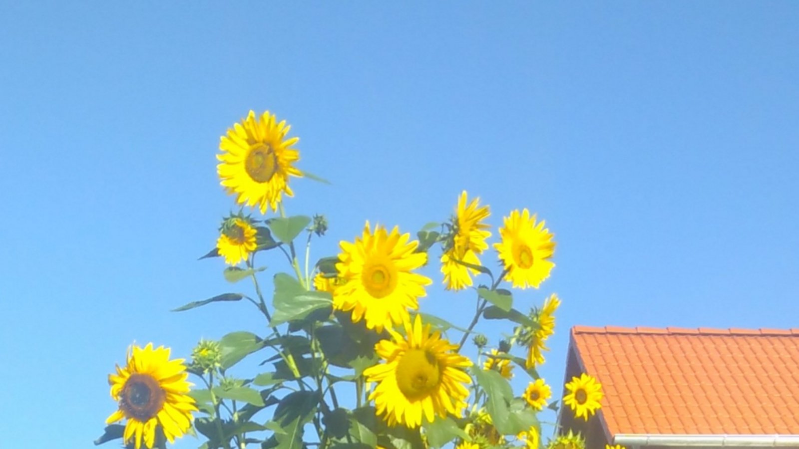 Sonnenblumenfreude in Horrheim von Petra Oetinger.