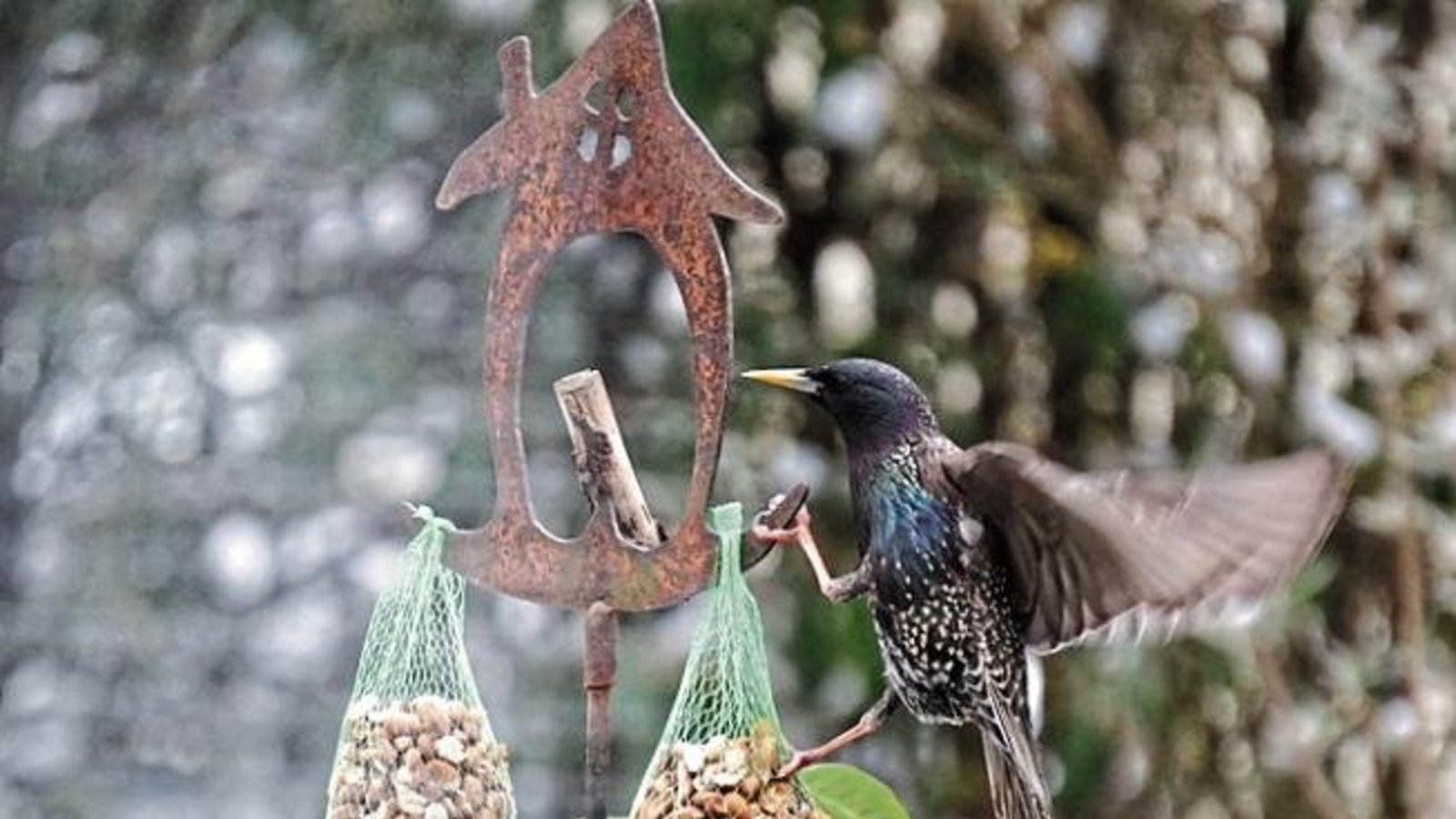 Auch die Stare nutzen gerne das menschliche Angebot zusätzlichen Futters. Eindrucksvolle Artistik beweist dieser Vogel, den unser Leser Klaus-Peter Hilgers fotografiert hat. Auch die Stare nutzen gerne das menschliche Angebot zusätzlichen Futters. Eindrucksvolle Artistik beweist dieser Vogel, den unser Leser Klaus-Peter Hilgers fotografiert hat.