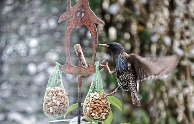 Auch die Stare nutzen gerne das menschliche Angebot zusätzlichen Futters. Eindrucksvolle Artistik beweist dieser Vogel, den unser Leser Klaus-Peter Hilgers fotografiert hat.