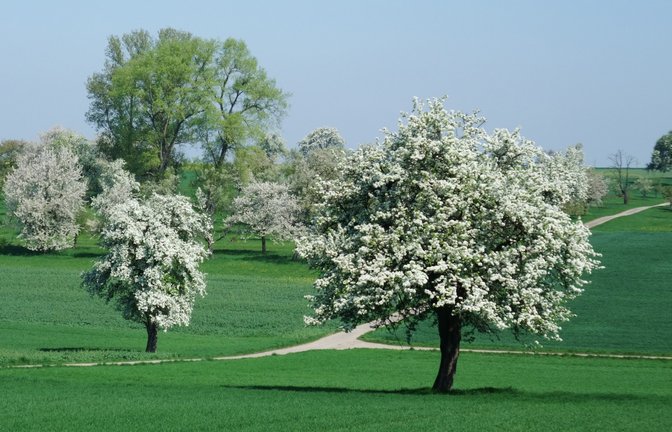 Viele Menschen lieben die Schönheit blühender Streuobstwiesen. Doch ihr Bestand ist gefährdet.  <span class='image-autor'>Foto: LE</span>