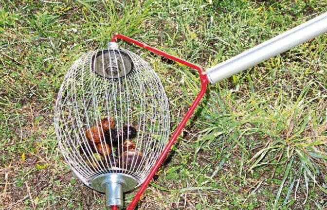 Gewusst wie: Walnussernte ohne Rückenschmerzen. Foto: Rücker