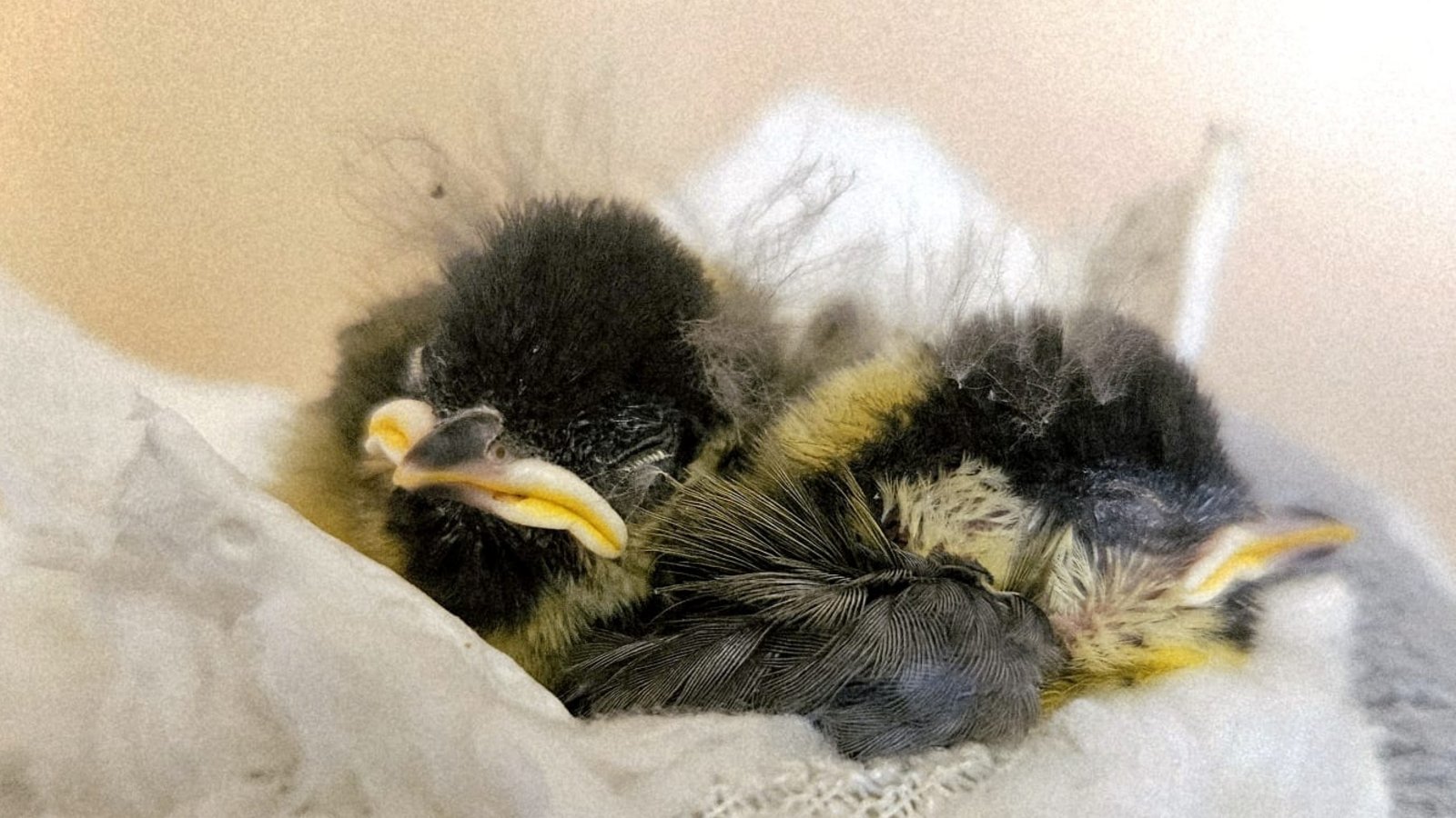 Junge Kohlmeisen aus dem Enzkreis bei der Aufzucht. Foto2: Enzkreis/Sofie Bloß (2) Junge Kohlmeisen aus dem Enzkreis bei der Aufzucht. Foto2: Enzkreis/Sofie Bloß (2)