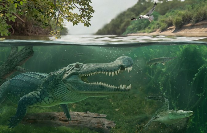 Spätkreidezeitliche Begegnung in den südwestlichen Küstensümpfen der Western Interior Seaway: Links Deinosuchus riograndensis, rechts ein früher Alligatoroide<span class='image-autor'>Foto: Márton Szabó/Universität Tübingen</span>