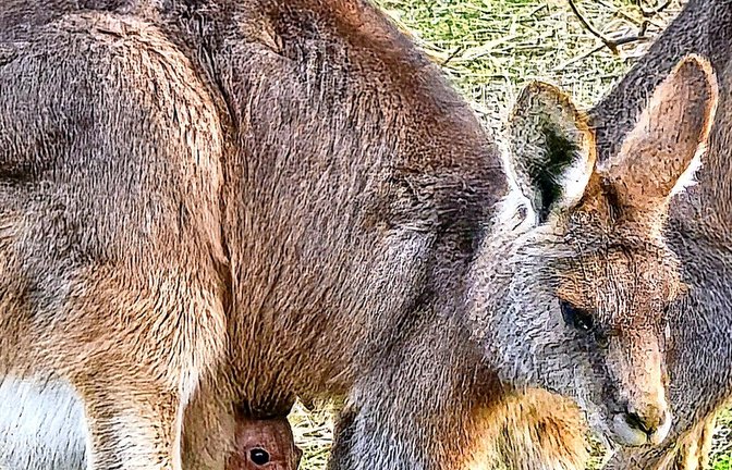 Das Baby schaut aus dem Beutel des Grauen Riesenkängurus.<span class='image-autor'>Foto: Wilhelma/Stephan Paspalaris</span>