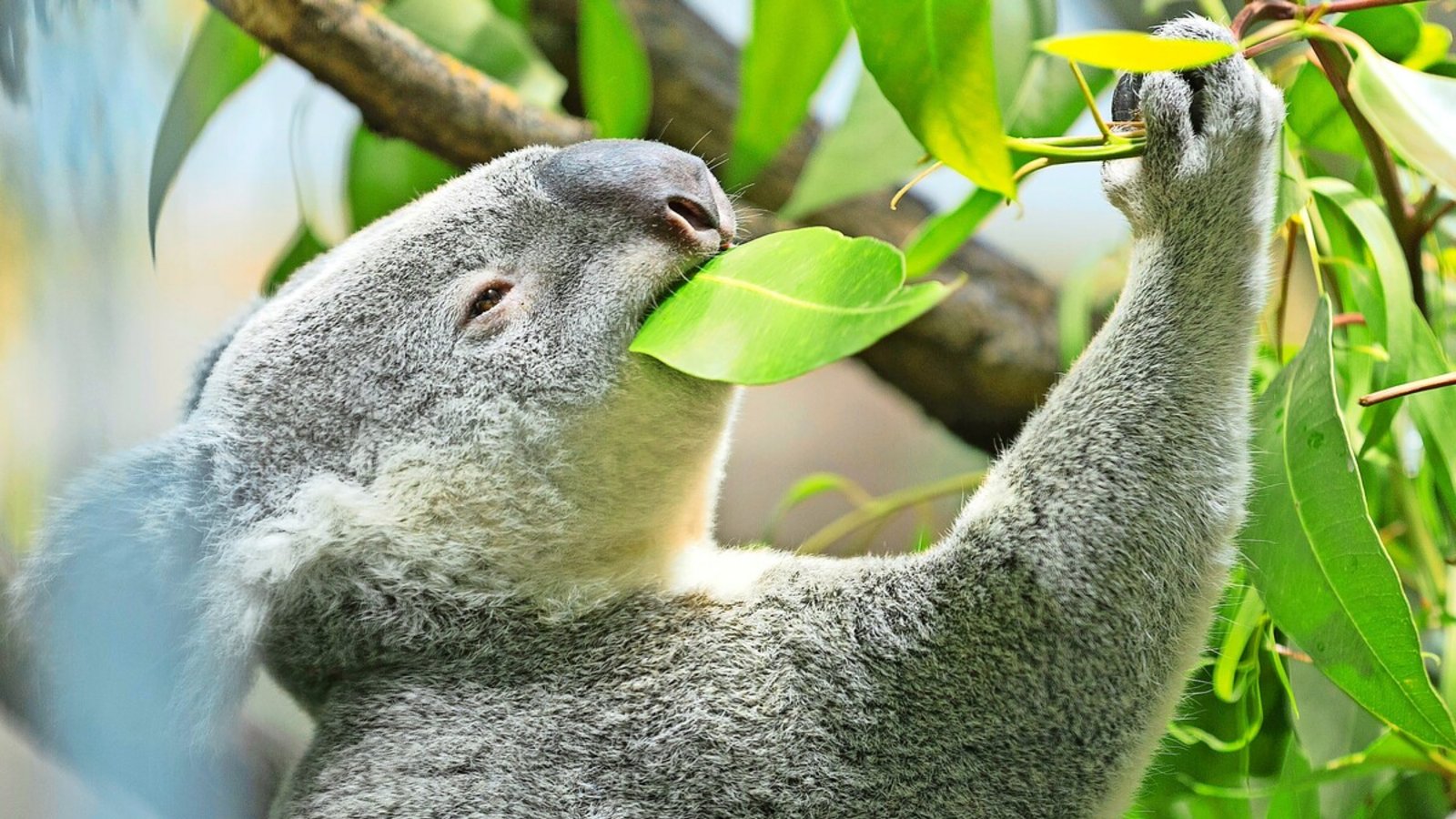 Die Kosten vor allem für die Koalas sind in der Wilhelma gestiegen.Foto: Lg/Julian Rettig Die Kosten vor allem für die Koalas sind in der Wilhelma gestiegen.Foto: Lg/Julian Rettig