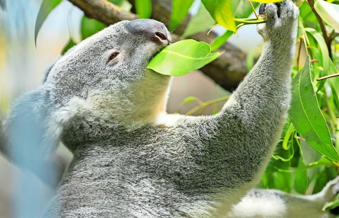 Die Kosten vor allem für die Koalas sind in der Wilhelma gestiegen.<span class='image-autor'>Foto: Lg/Julian Rettig</span>