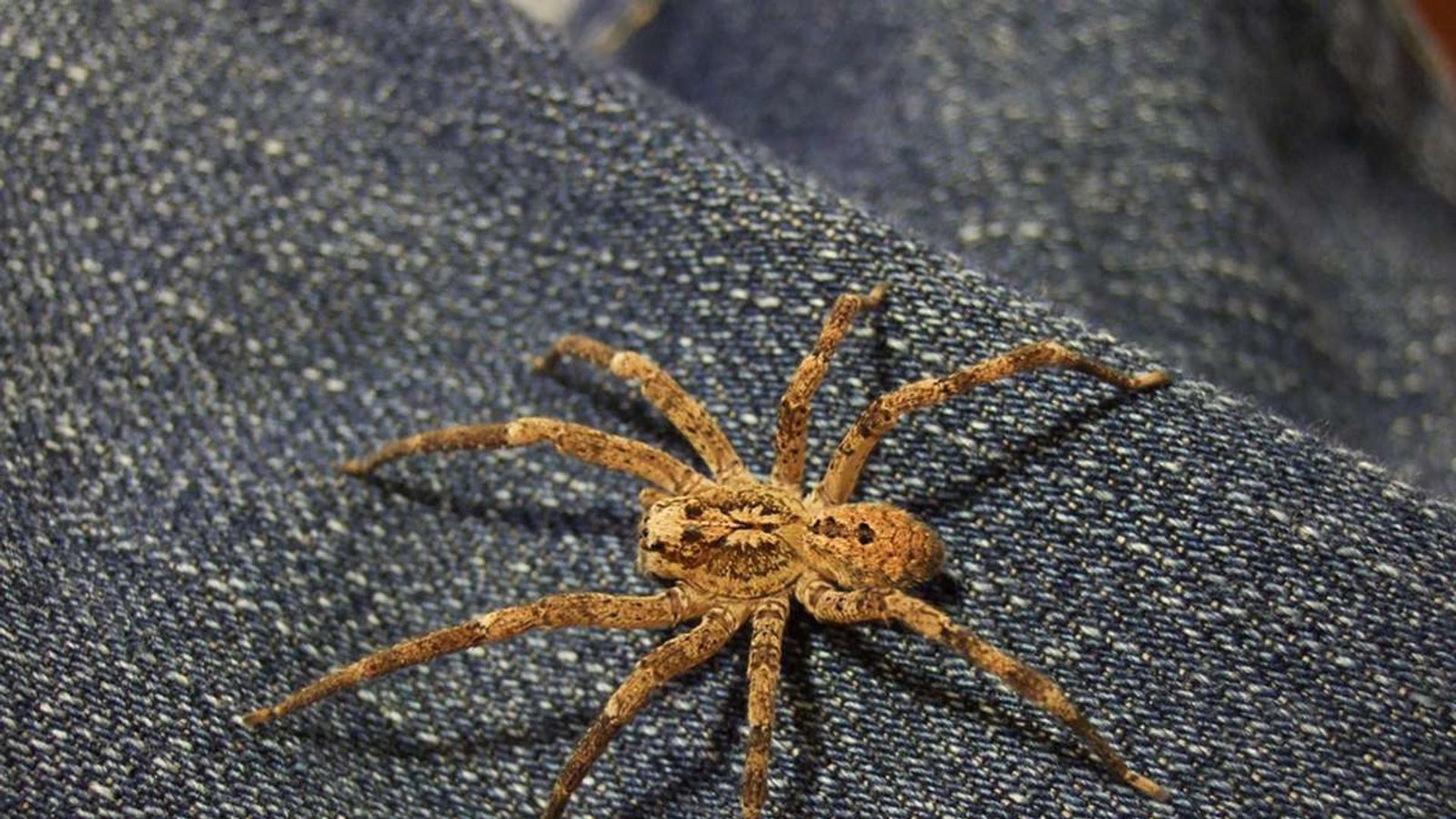 Die exotische Spinnenart ist im Mittelmeerraum und in Nordafrika zu Hause. Der nächtliche Jäger mit dem gruseligen Namen wird seit einiger Zeit auch im Südwesten zunehmend gemeldet. Beißt sie, ist das bei Menschen in der Regel mit einem Bienen- oder Wespenstich zu vergleichen.Foto: Wikipedia commons/rankingranqueen/CC BY 2.0 Die exotische Spinnenart ist im Mittelmeerraum und in Nordafrika zu Hause. Der nächtliche Jäger mit dem gruseligen Namen wird seit einiger Zeit auch im Südwesten zunehmend gemeldet. Beißt sie, ist das bei Menschen in der Regel mit einem Bienen- oder Wespenstich zu vergleichen.Foto: Wikipedia commons/rankingranqueen/CC BY 2.0