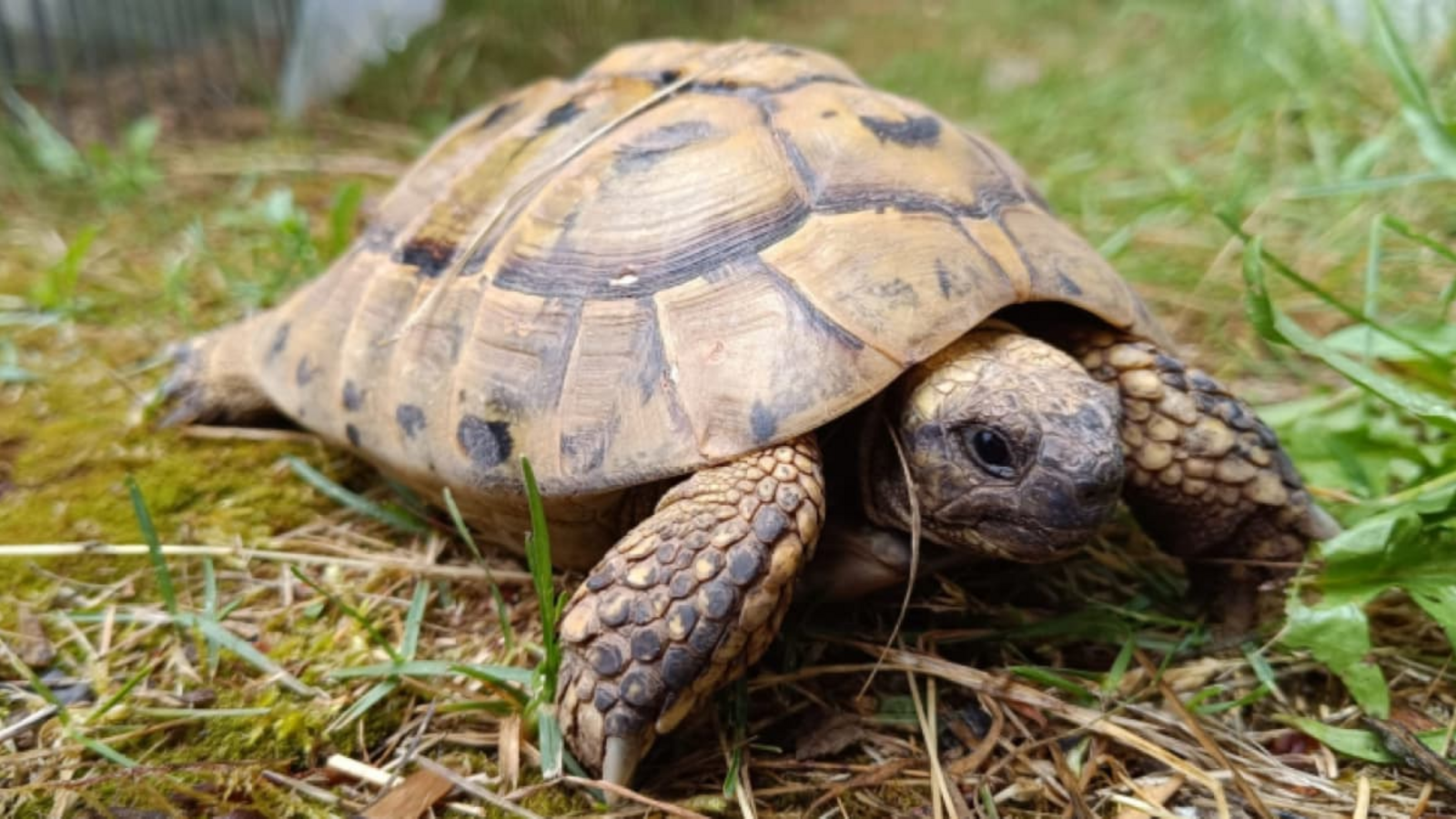 Die Griechische Landschildkröte Perseus wartet im Tierheim mit vier weiteren Kollegen auf ihren passenden Menschen.Kreistierheim Böblingen Die Griechische Landschildkröte Perseus wartet im Tierheim mit vier weiteren Kollegen auf ihren passenden Menschen.Kreistierheim Böblingen