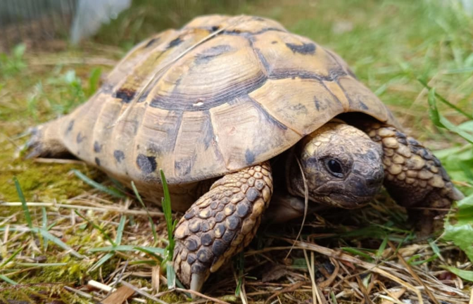 Die Griechische Landschildkröte Perseus wartet im Tierheim mit vier weiteren Kollegen auf ihren passenden Menschen.<span class='image-autor'>Kreistierheim Böblingen</span>