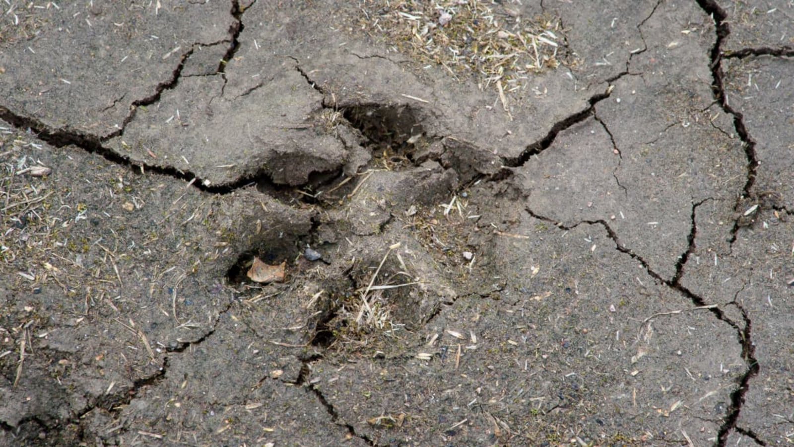 Der Autofahrer überrollte eine Pfote des Hundes und einen Tretroller (Symbolbild).Klaus-Dietmar Gabbert/dpa Der Autofahrer überrollte eine Pfote des Hundes und einen Tretroller (Symbolbild).Klaus-Dietmar Gabbert/dpa