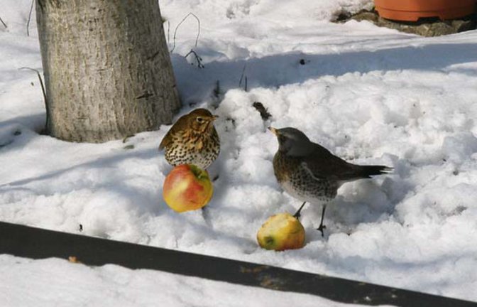 Sing- und Wacholderdrossel (rechts). Foto: Rücker