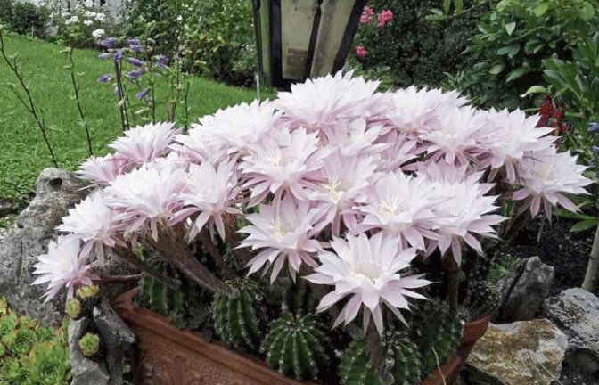 „Unsere Kakteen blühen zurzeit im Garten“, schreibt uns VKZ-Leser Paul Jaud aus Heimerdingen zu seinem Foto.