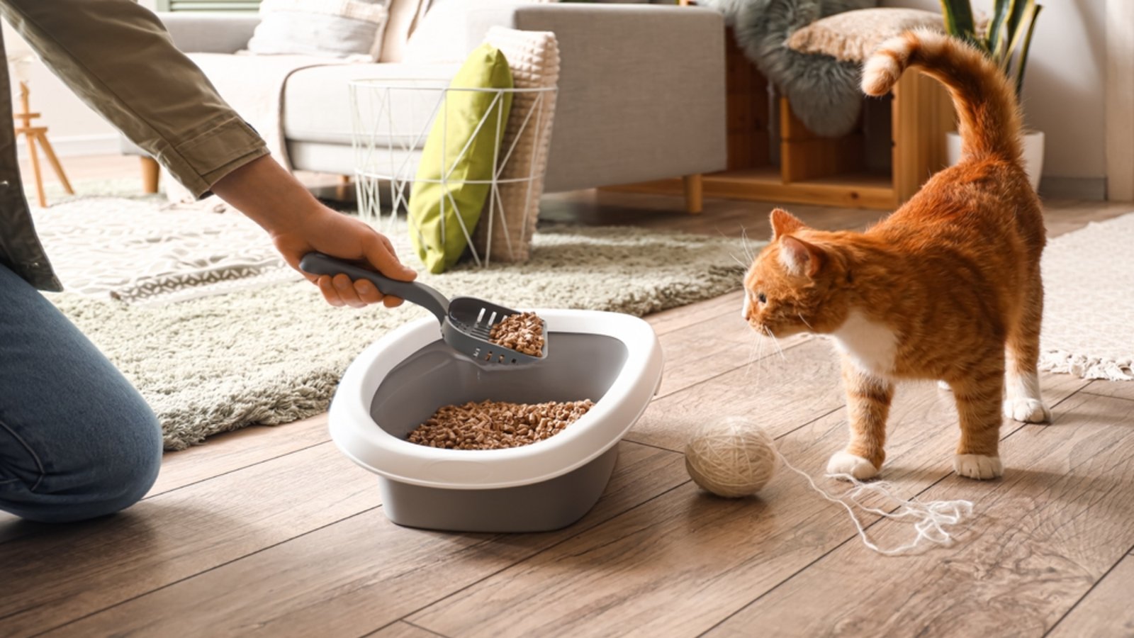 Das Katzenklo sollte regelmäßig gesäubert werden.Foto: Pixel-Shot / shutterstock.com