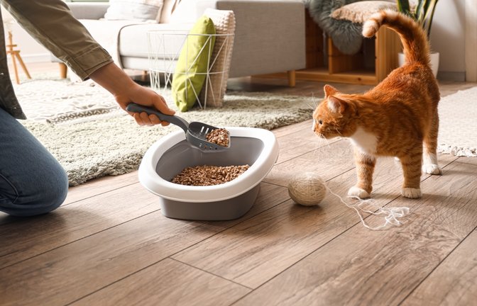 Das Katzenklo sollte regelmäßig gesäubert werden.<span class='image-autor'>Foto: Pixel-Shot / shutterstock.com</span>