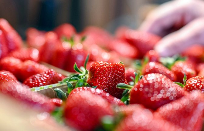 Rund 100.000 Tonnen Erdbeeren werden jedes Jahr in Deutschland geerntet.<span class='image-autor'>Foto: Uli Deck/dpa</span>