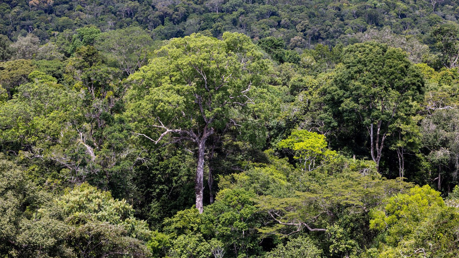 Bedroht: Ein Baum steht im Regenwald in Brasilien. (Archivbild)Foto: Jens Büttner/dpa