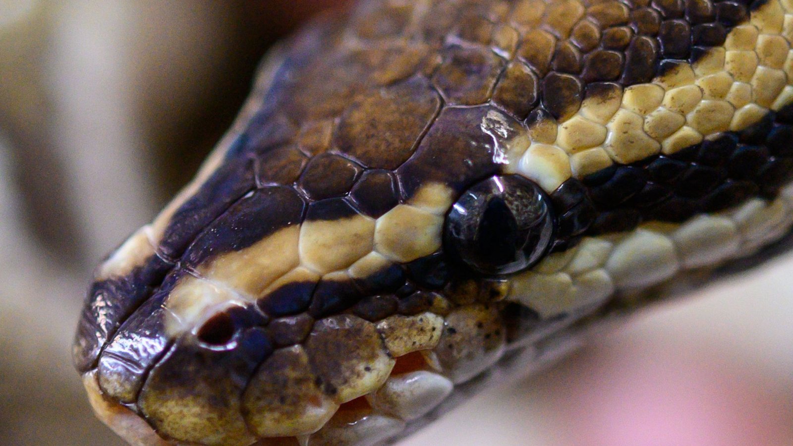 Eine Python entwischte unlängst seiner Besitzerin. (Symbolbild)Foto: dpa/Christophe Gateau