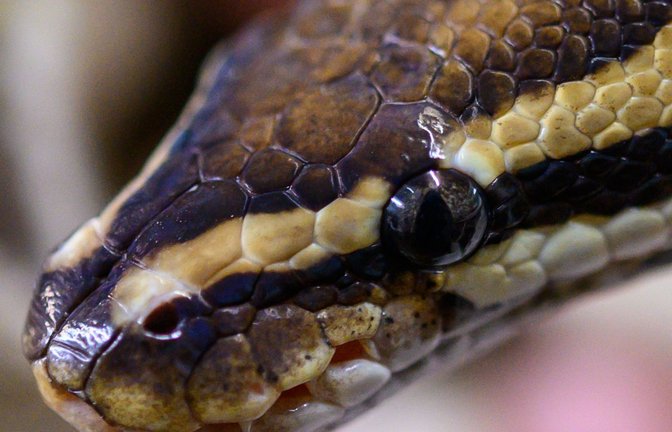 Eine Python entwischte unlängst seiner Besitzerin. (Symbolbild)<span class='image-autor'>Foto: dpa/Christophe Gateau</span>
