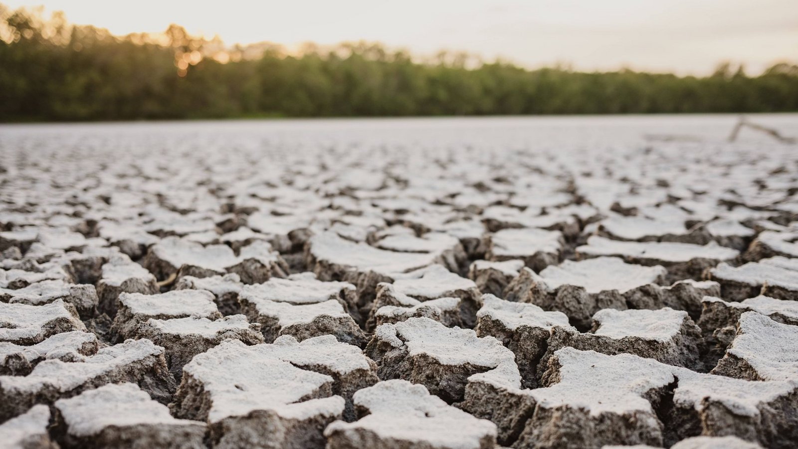 Extreme Trockenheit in den Everglades im US-Bundestaat Florida.Foto: Imago/Cavan Images