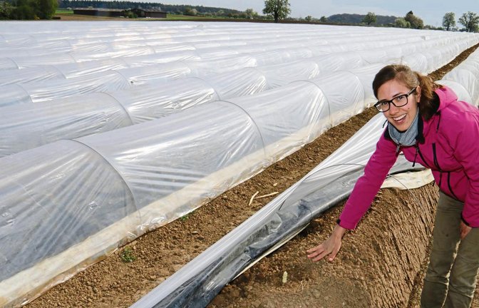Gut verpackt: Eva Schmid zeigt die zaghaft aus den angehäufelten Reihen herausragenden Spargeltriebe. Auf dem Kleinsachsenheimer Hof hat die Ernte vor drei Wochen begonnen. Fotos: Rieger