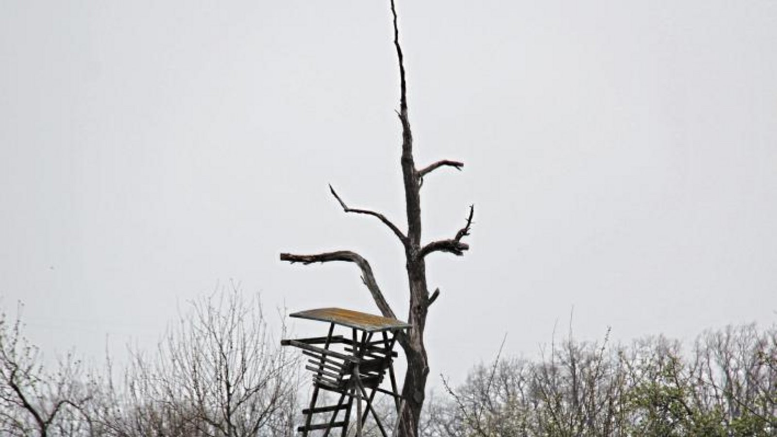 Der Ansitz und der Baum bei Nussdorf erscheinen dem Betrachter fast wie zwei kranke Gestalten, die sich gegenseitig stützen. Foto: Banholzer Der Ansitz und der Baum bei Nussdorf erscheinen dem Betrachter fast wie zwei kranke Gestalten, die sich gegenseitig stützen. Foto: Banholzer