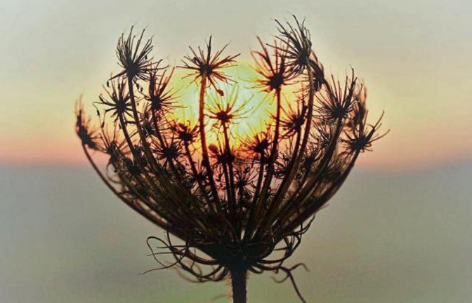 „Heute Abend hat die Wilde Möhre die Sonne eingefangen“, hat uns vergangene Woche Rudi Thalhäuser aus Gündelbach geschrieben und dieses schöne Foto geschickt.