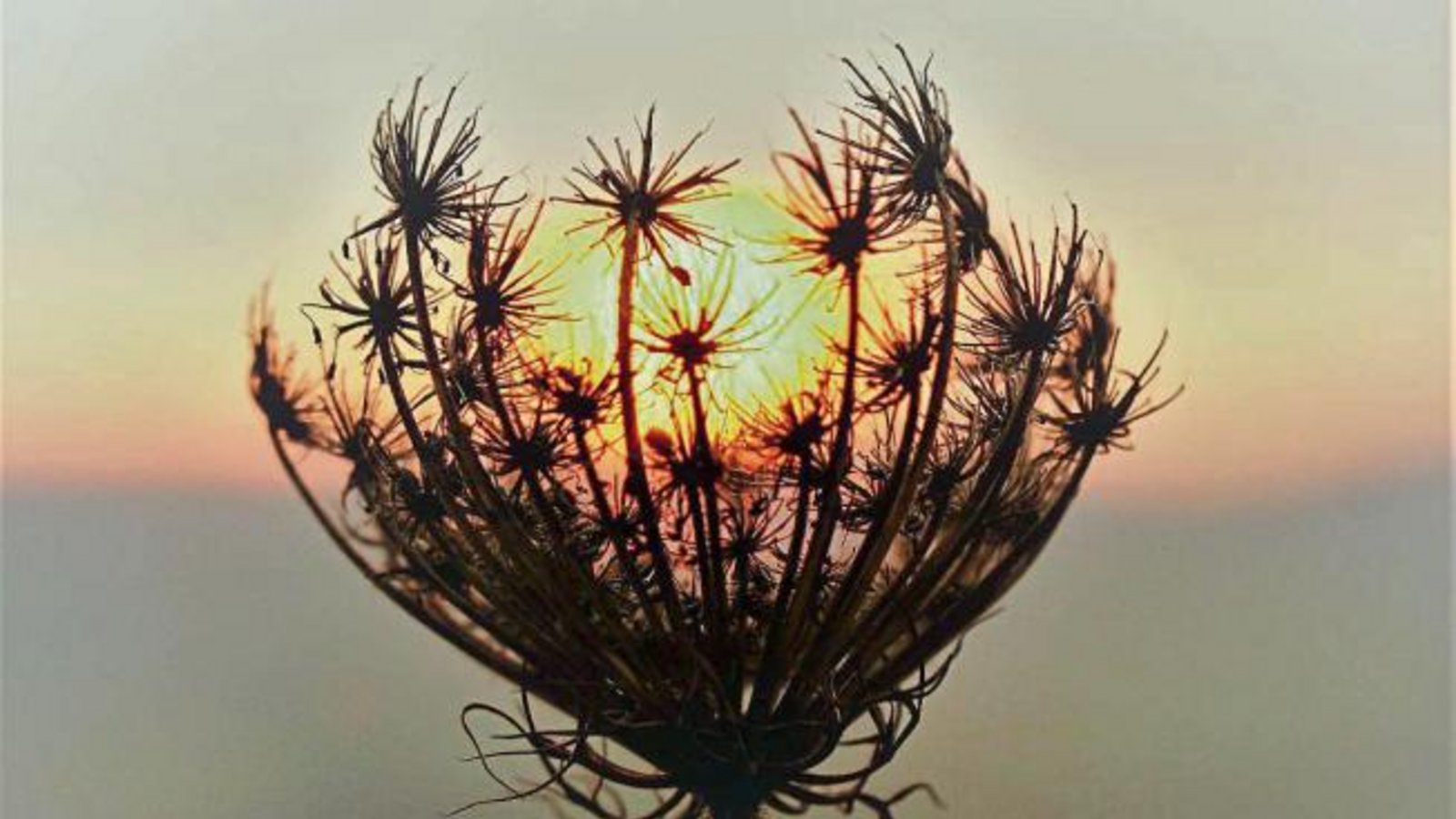 „Heute Abend hat die Wilde Möhre die Sonne eingefangen“, hat uns vergangene Woche Rudi Thalhäuser aus Gündelbach geschrieben und dieses schöne Foto geschickt.