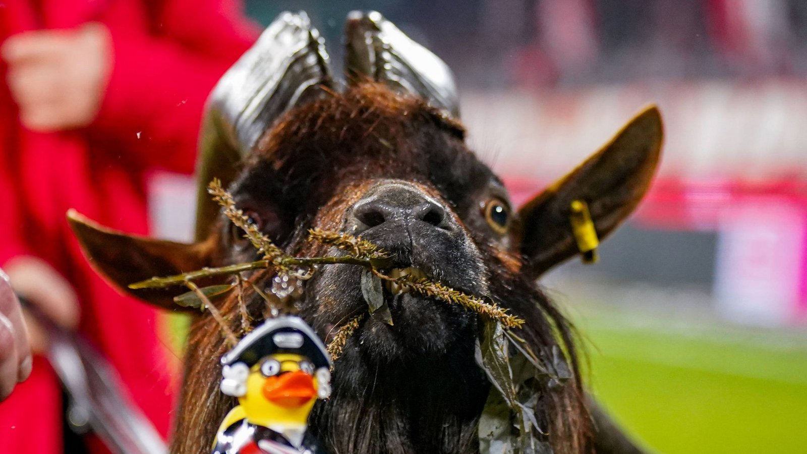 Nur wenige Vereine haben ein echtes Tier als Maskottchen. Doch der Geißbock Hennes ist beim 1. FC Köln nicht vom Spielfeldrand wegzudenken.Foto: IMAGO/STEINSIEK.CH Nur wenige Vereine haben ein echtes Tier als Maskottchen. Doch der Geißbock Hennes ist beim 1. FC Köln nicht vom Spielfeldrand wegzudenken.Foto: IMAGO/STEINSIEK.CH