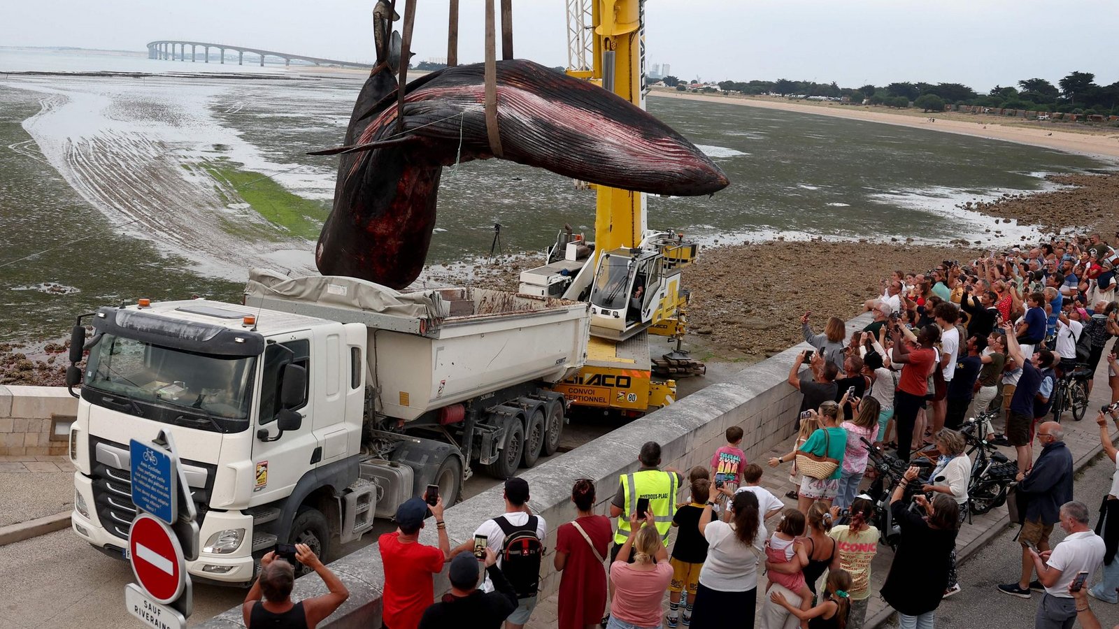 Der tote Wal wurde mit einem Kranwagen in einen Laster gehoben. (Archivbild)Foto: Romain Perrocheau/AFP/dpa