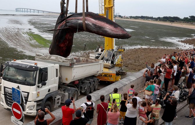 Der tote Wal wurde mit einem Kranwagen in einen Laster gehoben. (Archivbild)<span class='image-autor'>Foto: Romain Perrocheau/AFP/dpa</span>