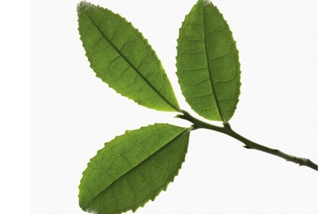 Blatt der Camellia sinensis, des chinesischen Teestrauches.<span class='image-autor'>Foto: Mauritius images</span>