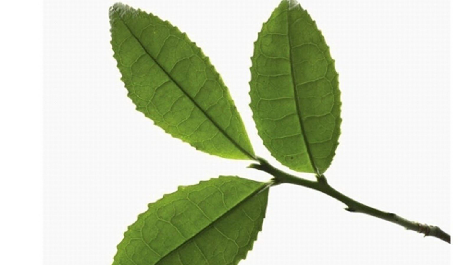 Blatt der Camellia sinensis, des chinesischen Teestrauches.Foto: Mauritius images Blatt der Camellia sinensis, des chinesischen Teestrauches.Foto: Mauritius images