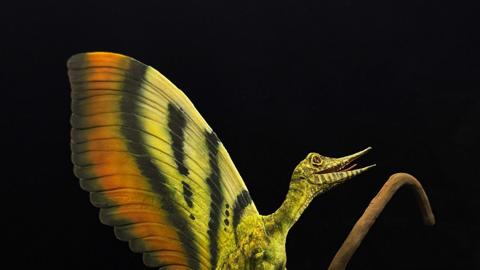 Eine undatierte grafische Darstellung von Mirasaura grauvogeli. Bei einem in Stuttgart ausgestellten rund 247 Millionen Jahre alten Reptilienfossil haben Forscher bislang unbekannte kuriose Hautauswüchse entdeckt. Die Art Mirasaura grauvogeli trug einen bizarren Rückenkamm.Foto: Tobias Wilhelm/SMNS/dpa Eine undatierte grafische Darstellung von Mirasaura grauvogeli. Bei einem in Stuttgart ausgestellten rund 247 Millionen Jahre alten Reptilienfossil haben Forscher bislang unbekannte kuriose Hautauswüchse entdeckt. Die Art Mirasaura grauvogeli trug einen bizarren Rückenkamm.Foto: Tobias Wilhelm/SMNS/dpa