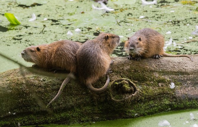Die Nutrias sorgen für Schäden an Uferböschungen, Deichen und Hochwasserschutzanlagen (Symbolbild).<span class='image-autor'>Foto: dpa/Julian Stratenschulte</span>
