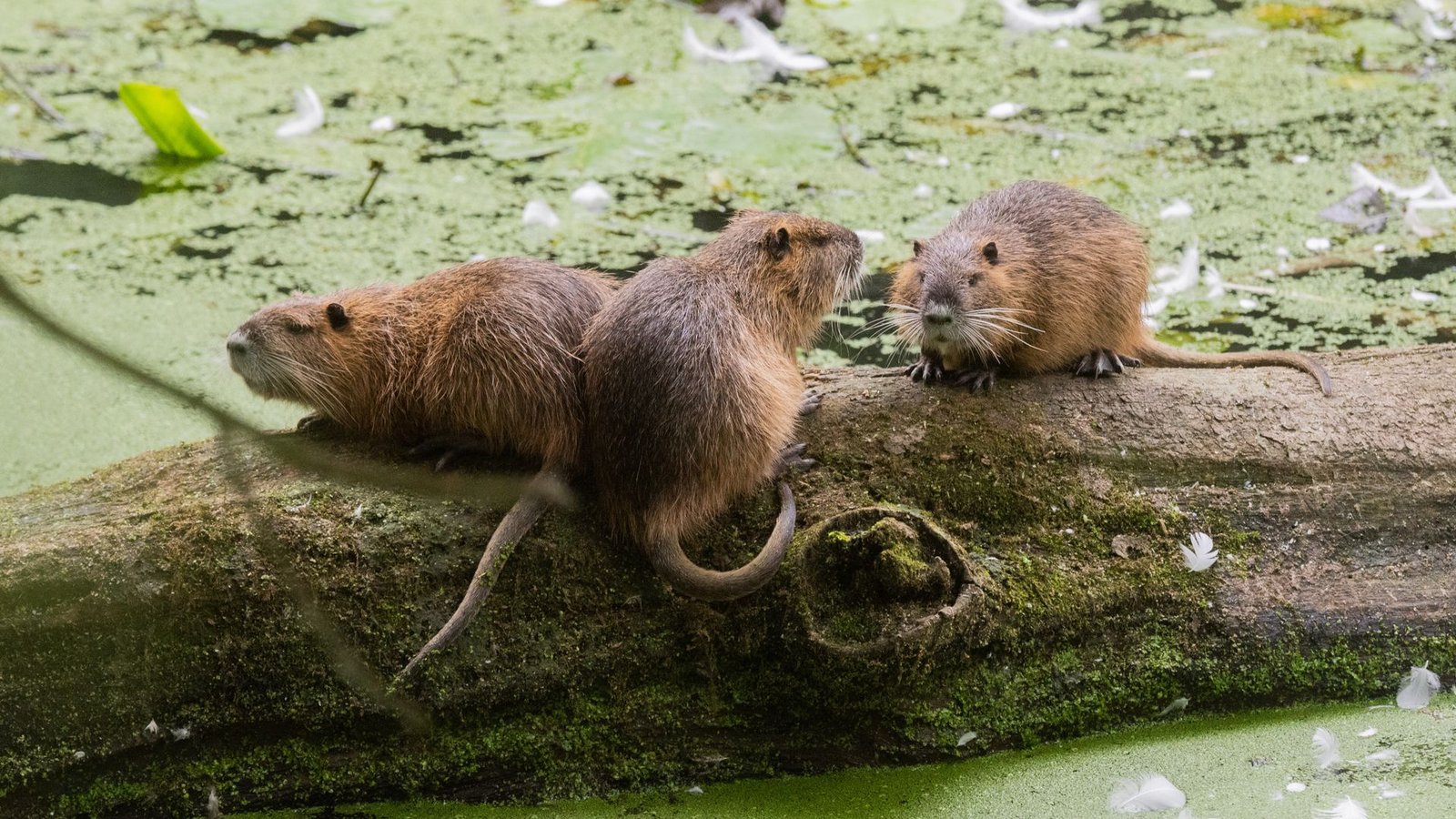 Die Nutrias sorgen für Schäden an Uferböschungen, Deichen und Hochwasserschutzanlagen (Symbolbild).Foto: dpa/Julian Stratenschulte