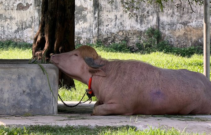 In Bangladesch wird ein Albino-Büffel durch seine blonde Haartolle zum Internet-Star - und in letzter Minute gerettet.<span class='image-autor'>Foto: Nazrul Islam/dpa</span>