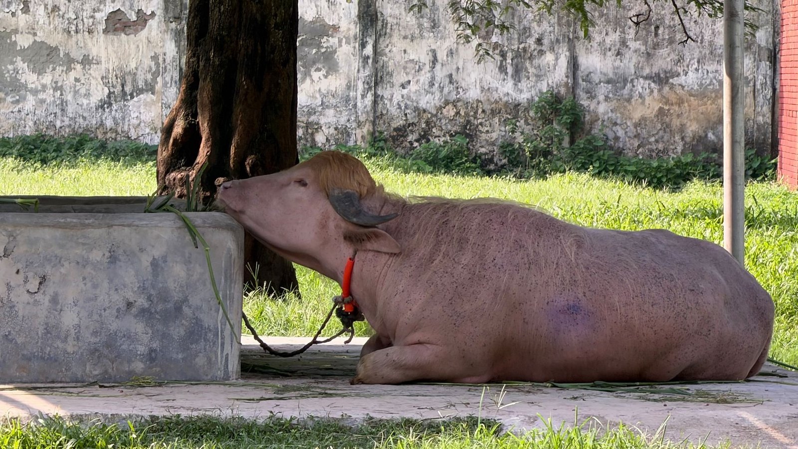 In Bangladesch wird ein Albino-Büffel durch seine blonde Haartolle zum Internet-Star - und in letzter Minute gerettet.Foto: Nazrul Islam/dpa