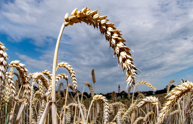 Weizen ist das am häufigsten angebaute Getreide – aber nicht allen Menschen bekommt er gut.<span class='image-autor'>Foto: dpa/Armin Weigel</span>