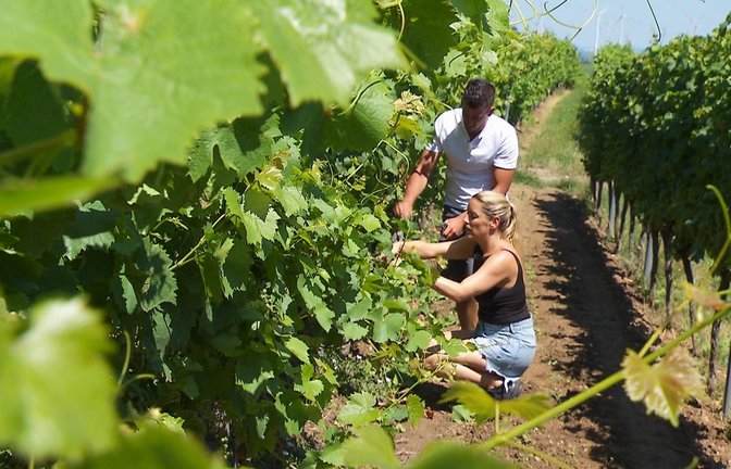 Wein- und Ackerbauer Martin aus Rheinland-Pfalz, Rebecca<span class='image-autor'>Foto: RTL</span>