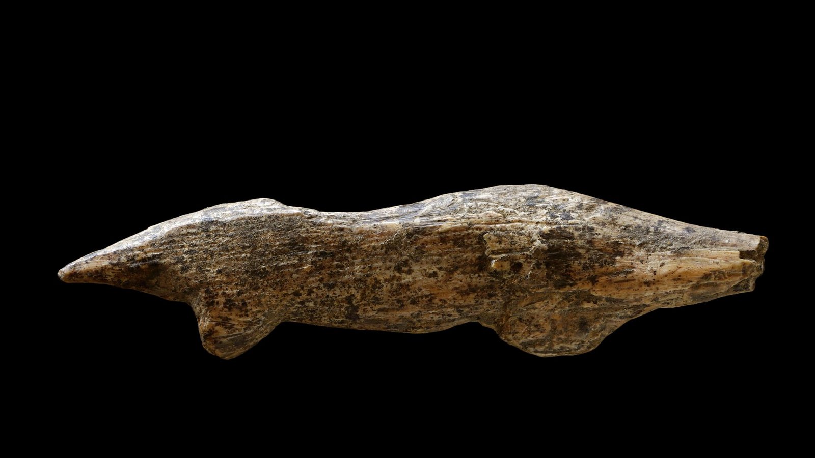 „Fund des Jahres“: Eine 40 000 bis 38 000 Jahre alte Tierfigurine aus Mammutelfenbein, die einen Otter darstellen soll.Foto: Universität Tübingen/Ria Litzenberg „Fund des Jahres“: Eine 40 000 bis 38 000 Jahre alte Tierfigurine aus Mammutelfenbein, die einen Otter darstellen soll.Foto: Universität Tübingen/Ria Litzenberg