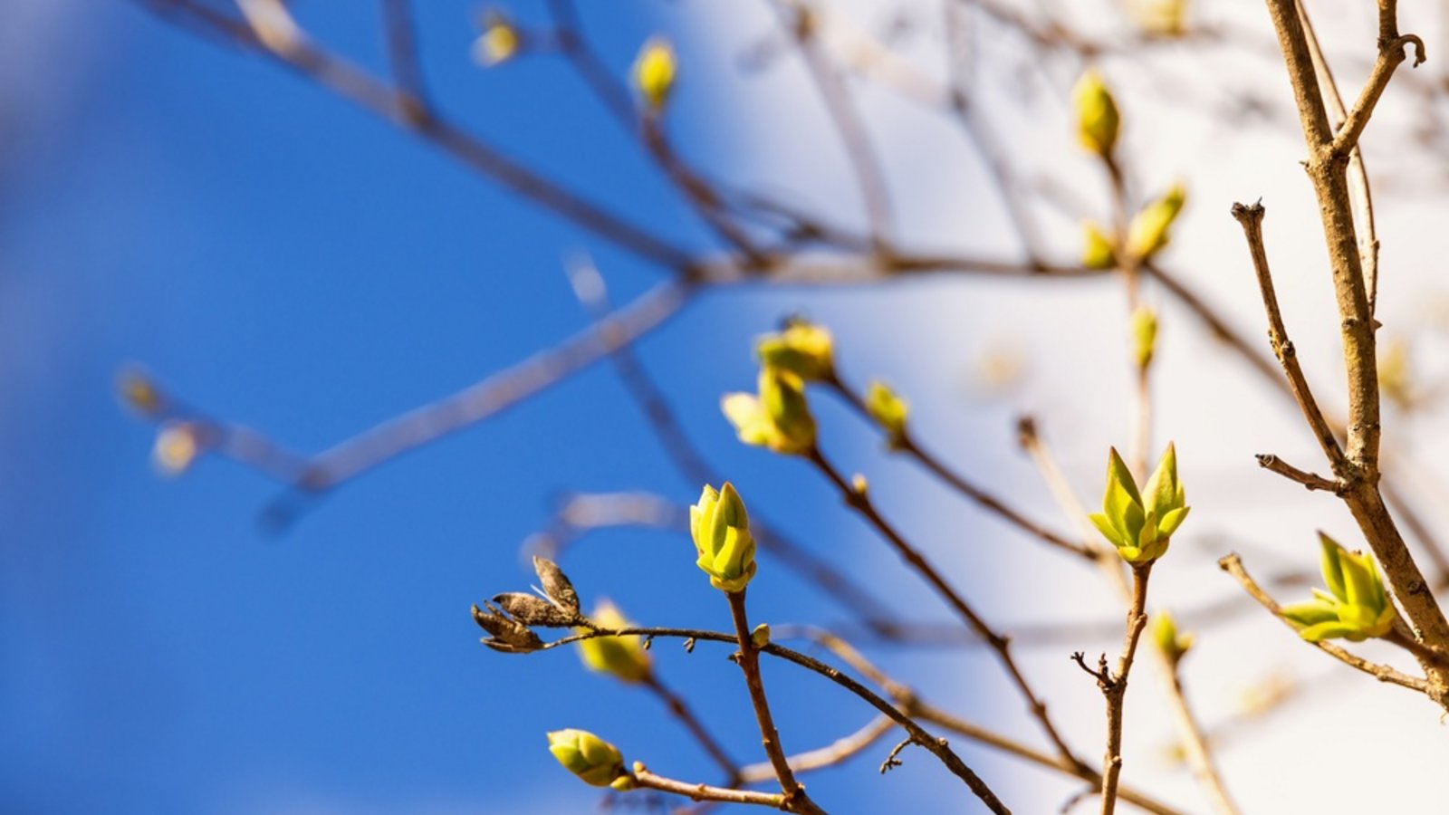 Geht der Frühling jetzt so richtig los?Foto: Lasse Johansson / shutterstock.com Geht der Frühling jetzt so richtig los?Foto: Lasse Johansson / shutterstock.com