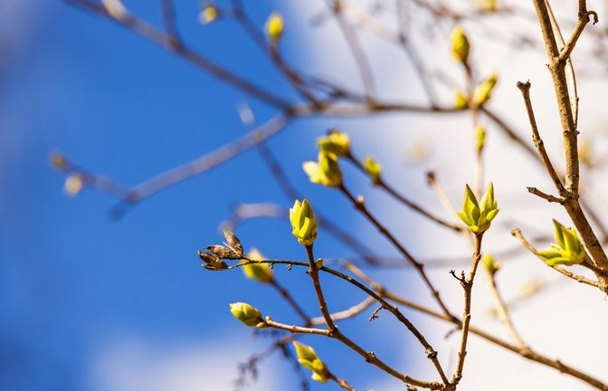 Geht der Frühling jetzt so richtig los?<span class='image-autor'>Foto: Lasse Johansson / shutterstock.com</span>