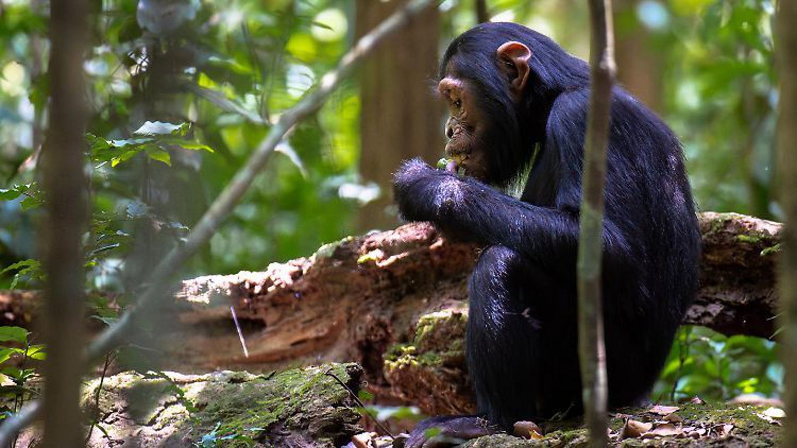 Durch die Abholzung bestimmter Palmen fehlen Schimpansen in Uganda wichtige Mineralstoffquellen. Sie schwenken daher auf Fledermausexkremente um.Foto: picture alliance/Godong/dpa