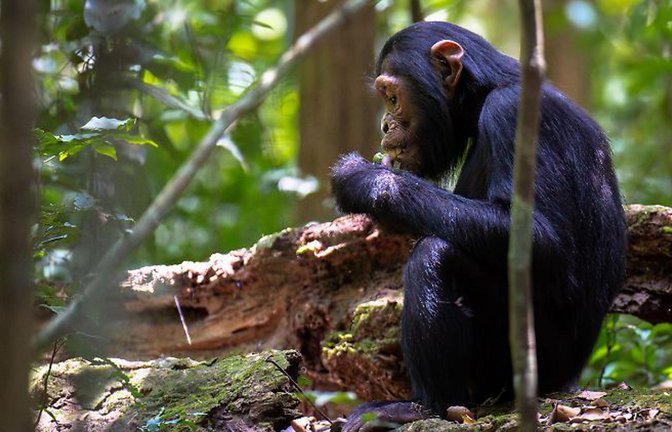 Durch die Abholzung bestimmter Palmen fehlen Schimpansen in Uganda wichtige Mineralstoffquellen. Sie schwenken daher auf Fledermausexkremente um.<span class='image-autor'>Foto: picture alliance/Godong/dpa</span>