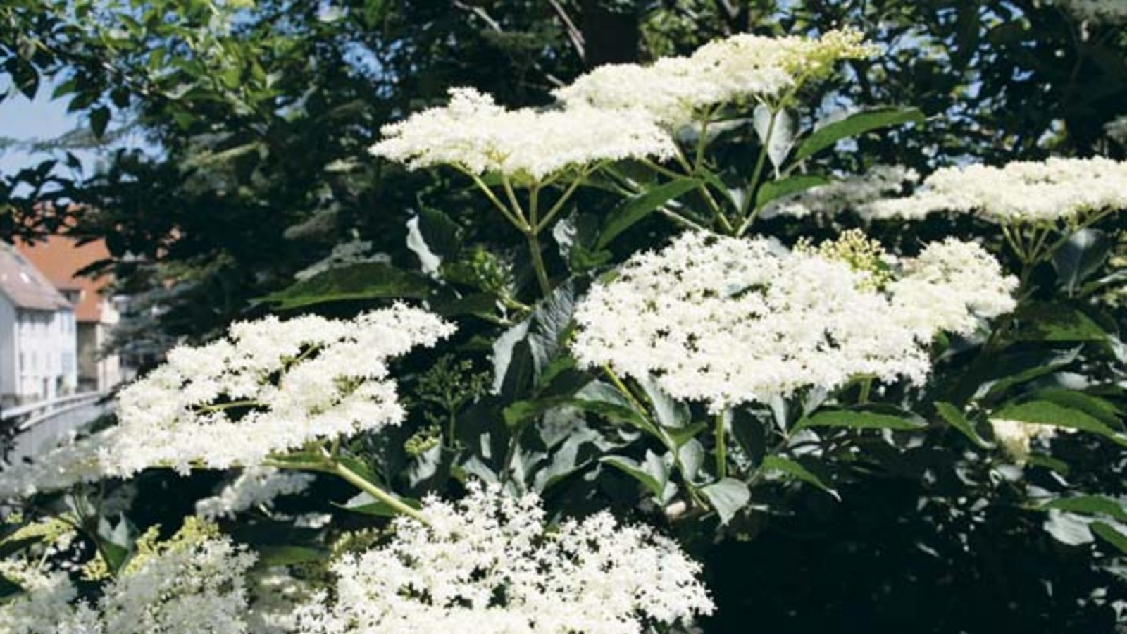 Blütenpracht am Allerweltsbusch. Foto: Rücker